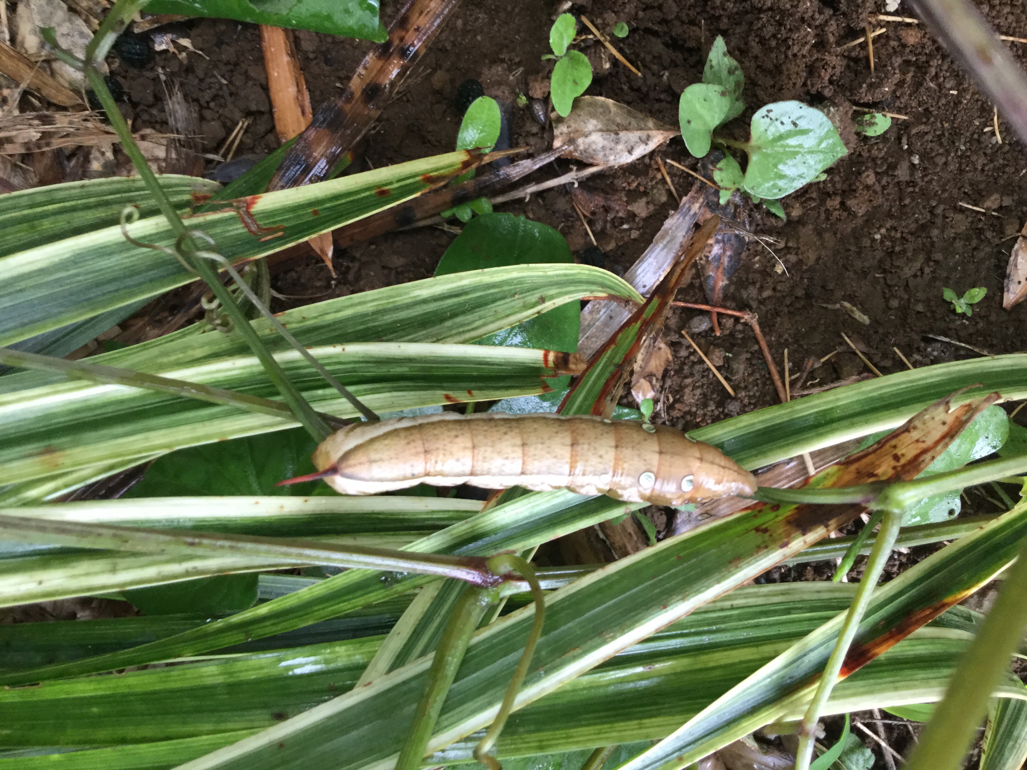 コスズメ 幼虫 身近な自然に癒されて