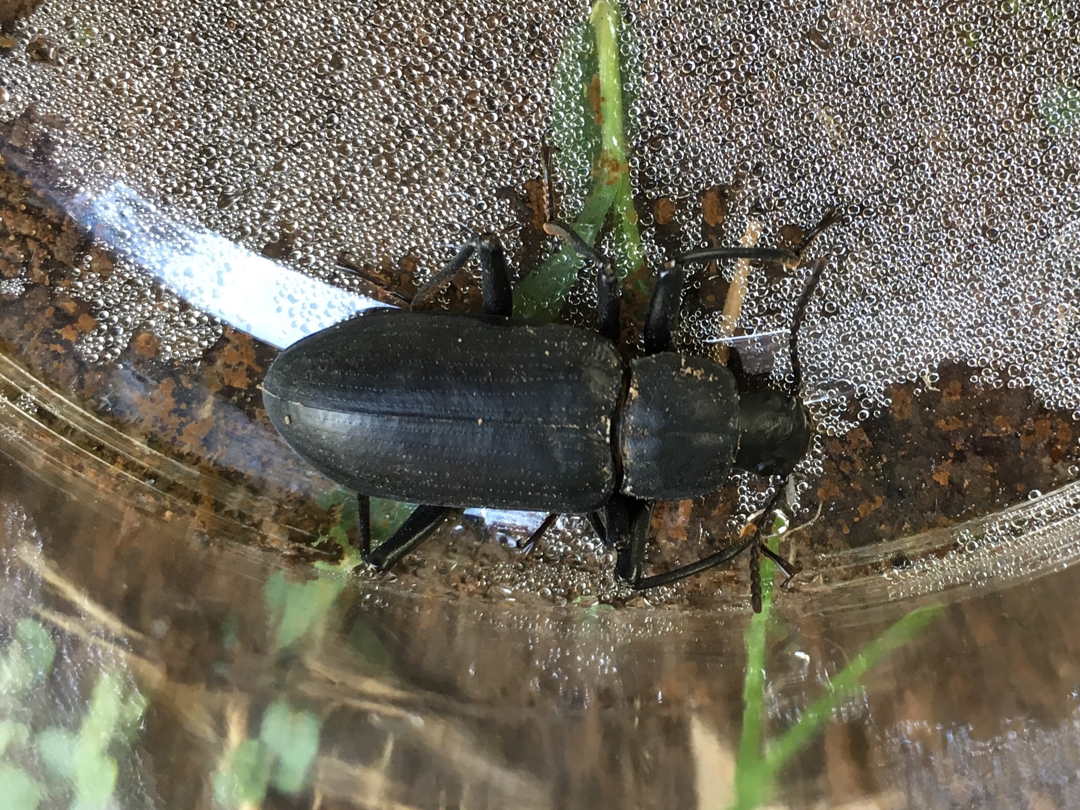 ユミアシゴミムシダマシ – 身近な自然に癒されて