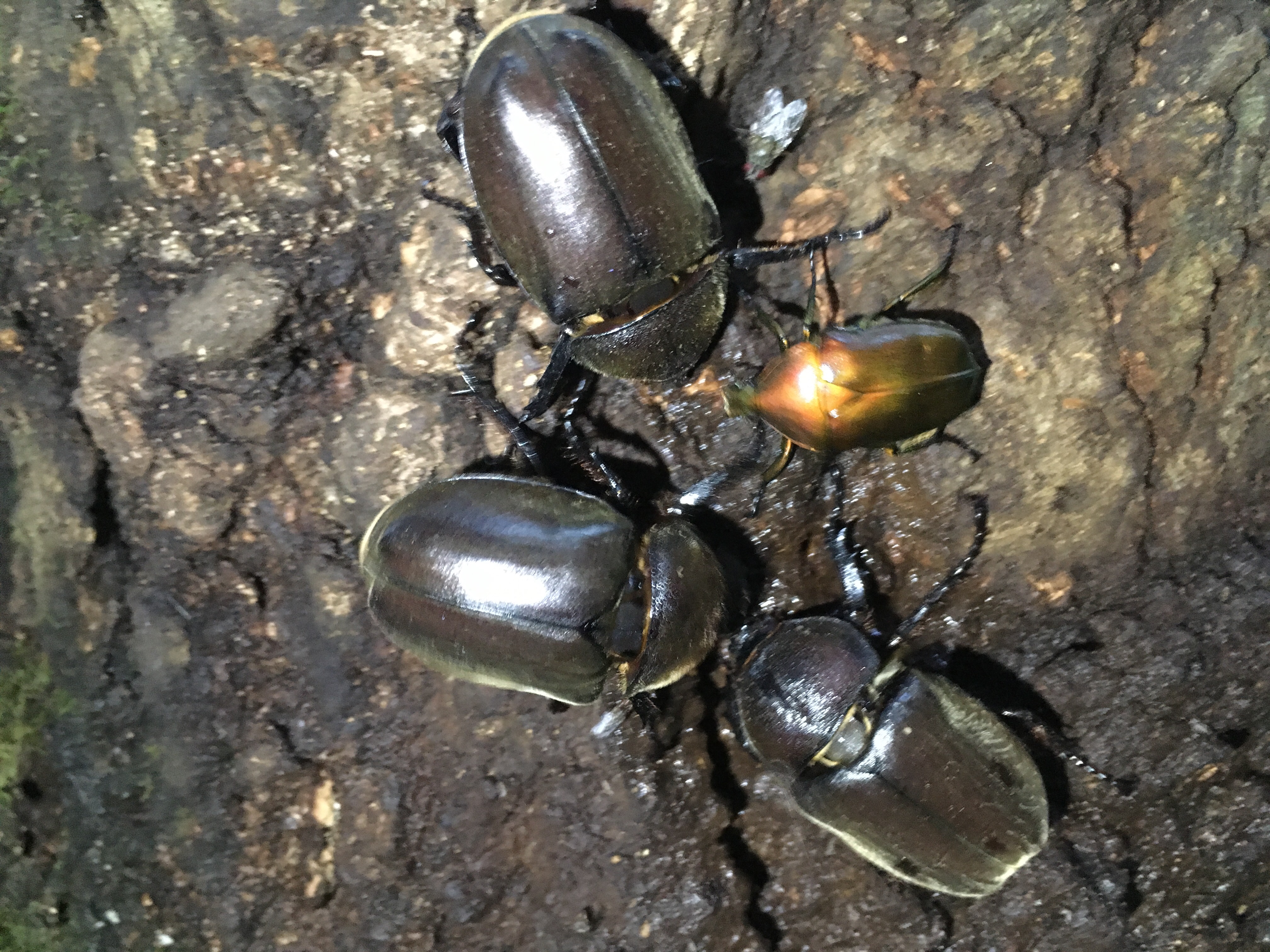 カナブン 身近な自然に癒されて