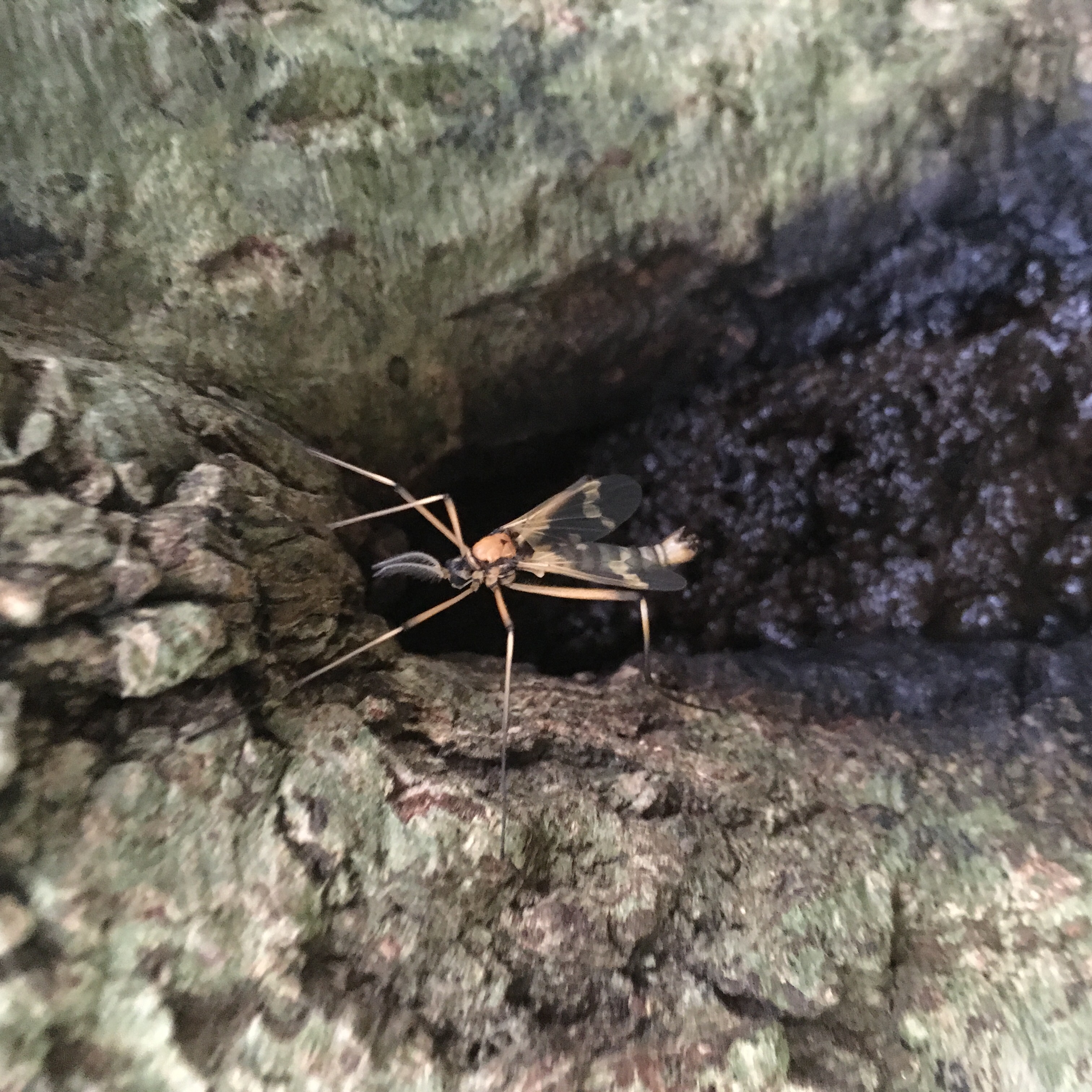 ホリカワクシヒゲガガンボ つくば市中部 身近な自然に癒されて