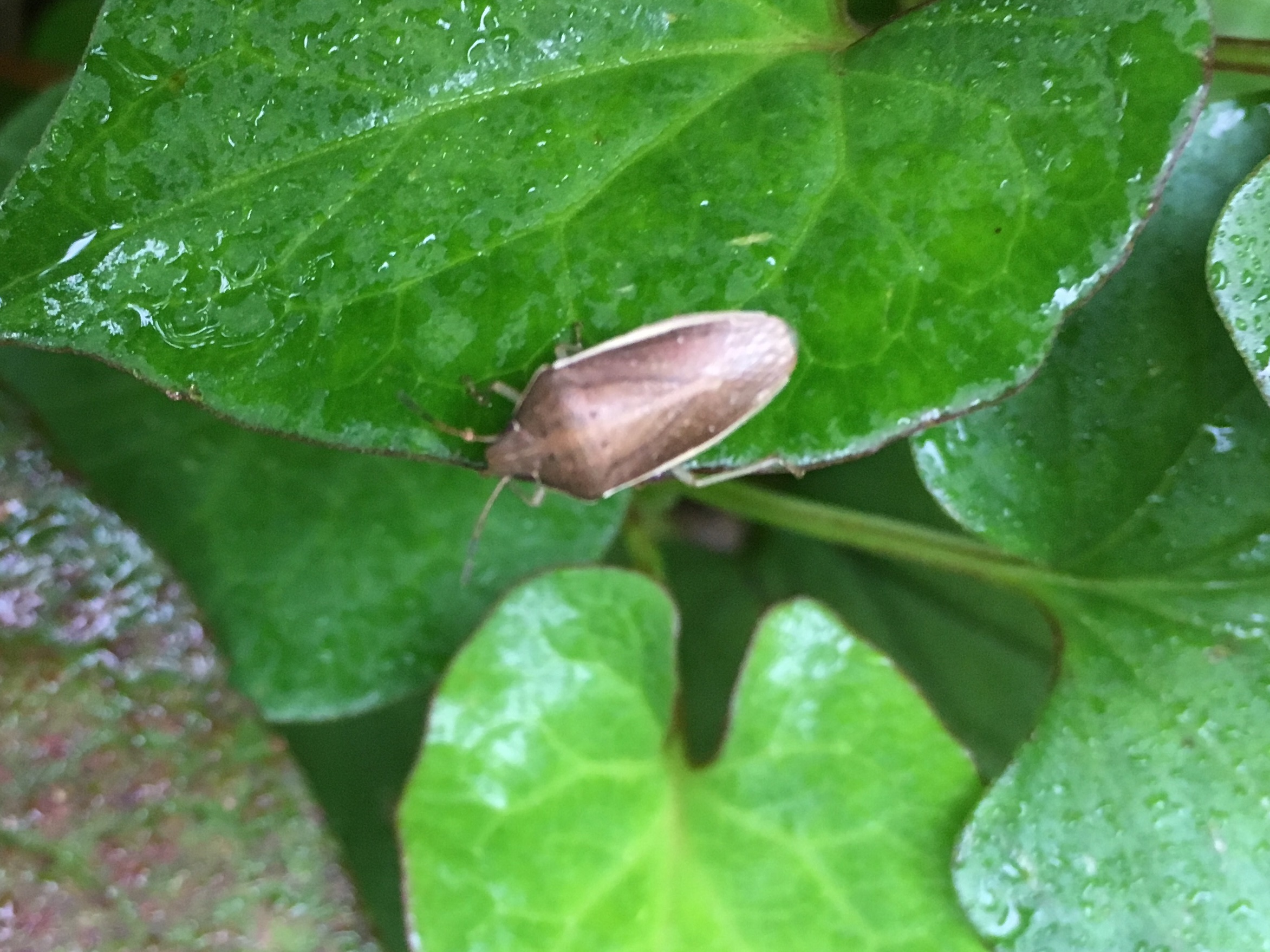 イネカメムシ 身近な自然に癒されて