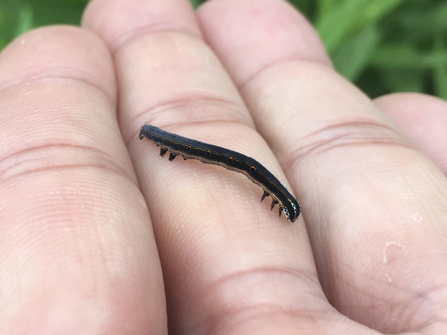 ナカグロクチバ 幼虫 成虫 身近な自然に癒されて