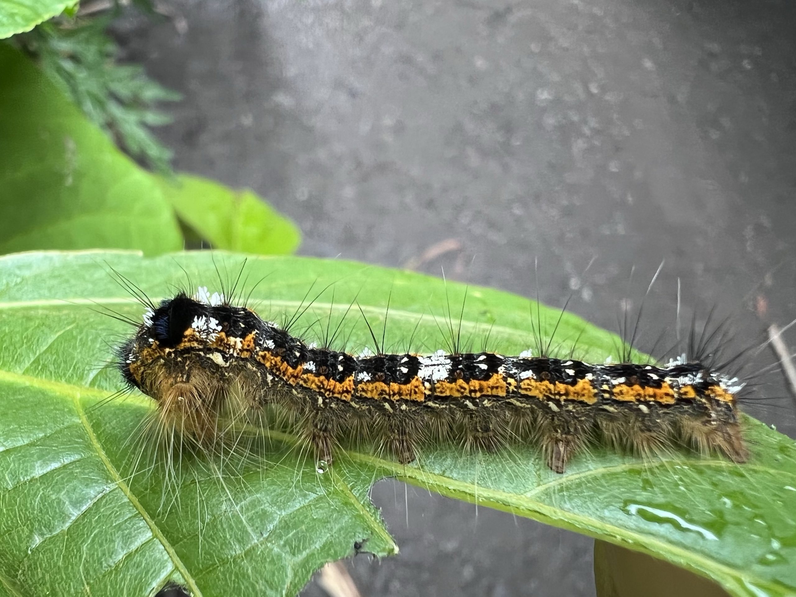 クヌギカレハ 幼虫 Kunugia undans flaveola (Motschulsky, 1866
