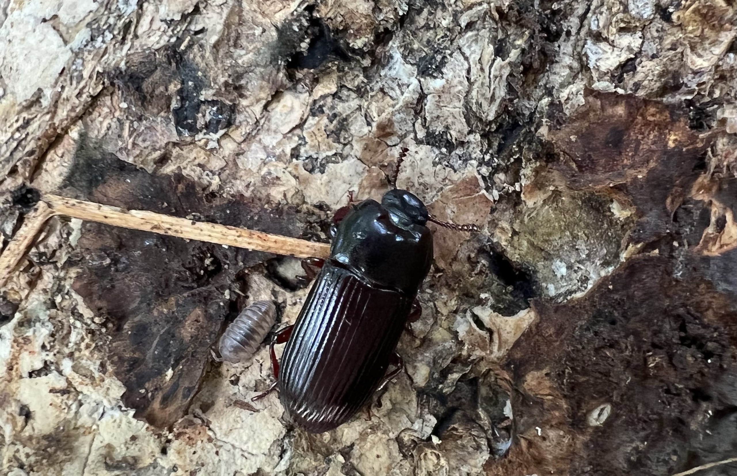ヤマトエグリゴミムシダマシ Uloma (Uloma) lewisi （Nakane, 1956