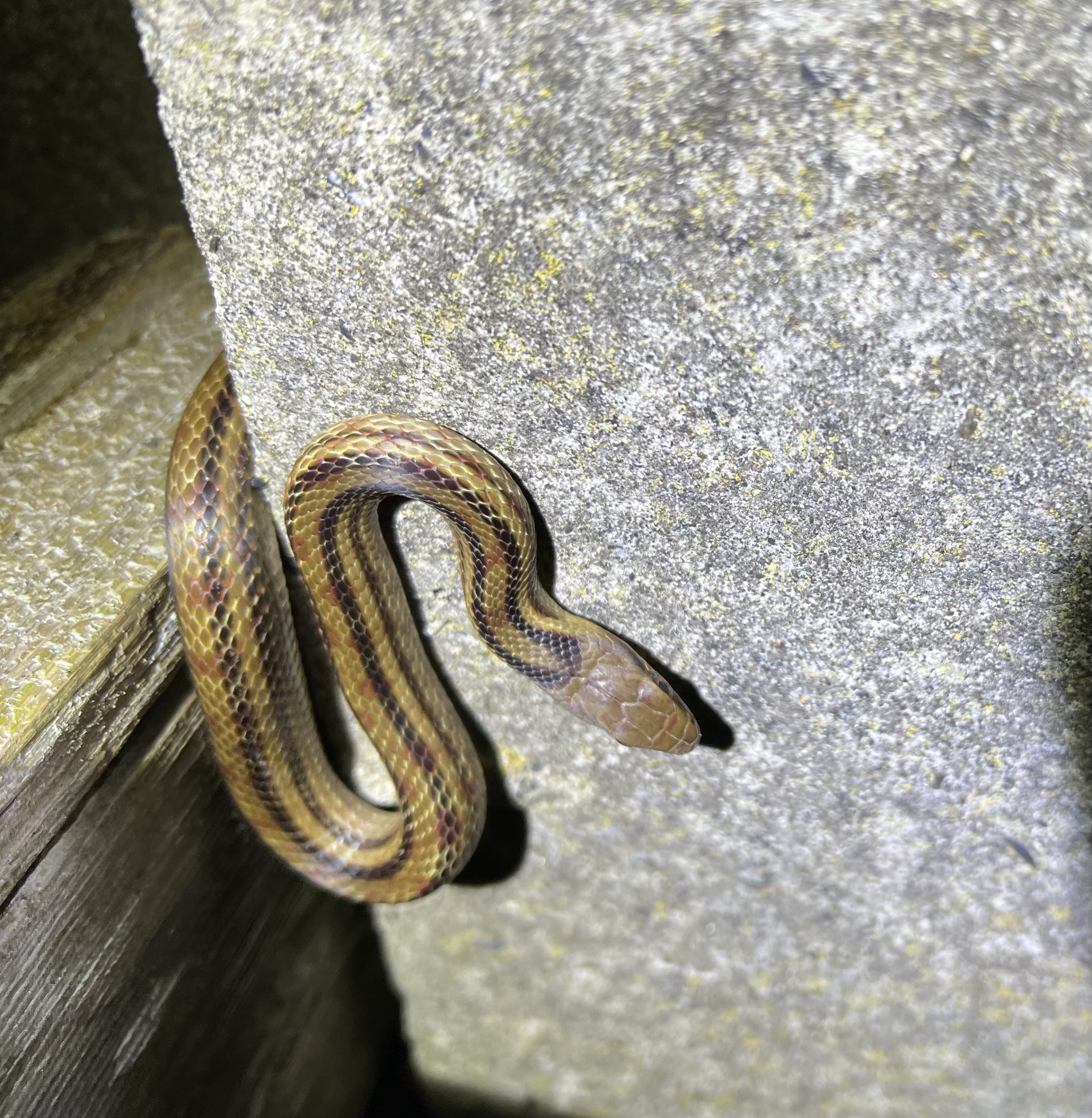 シマヘビ Elaphe quadrivirgata(Boie, 1826) – 身近な自然に癒されて