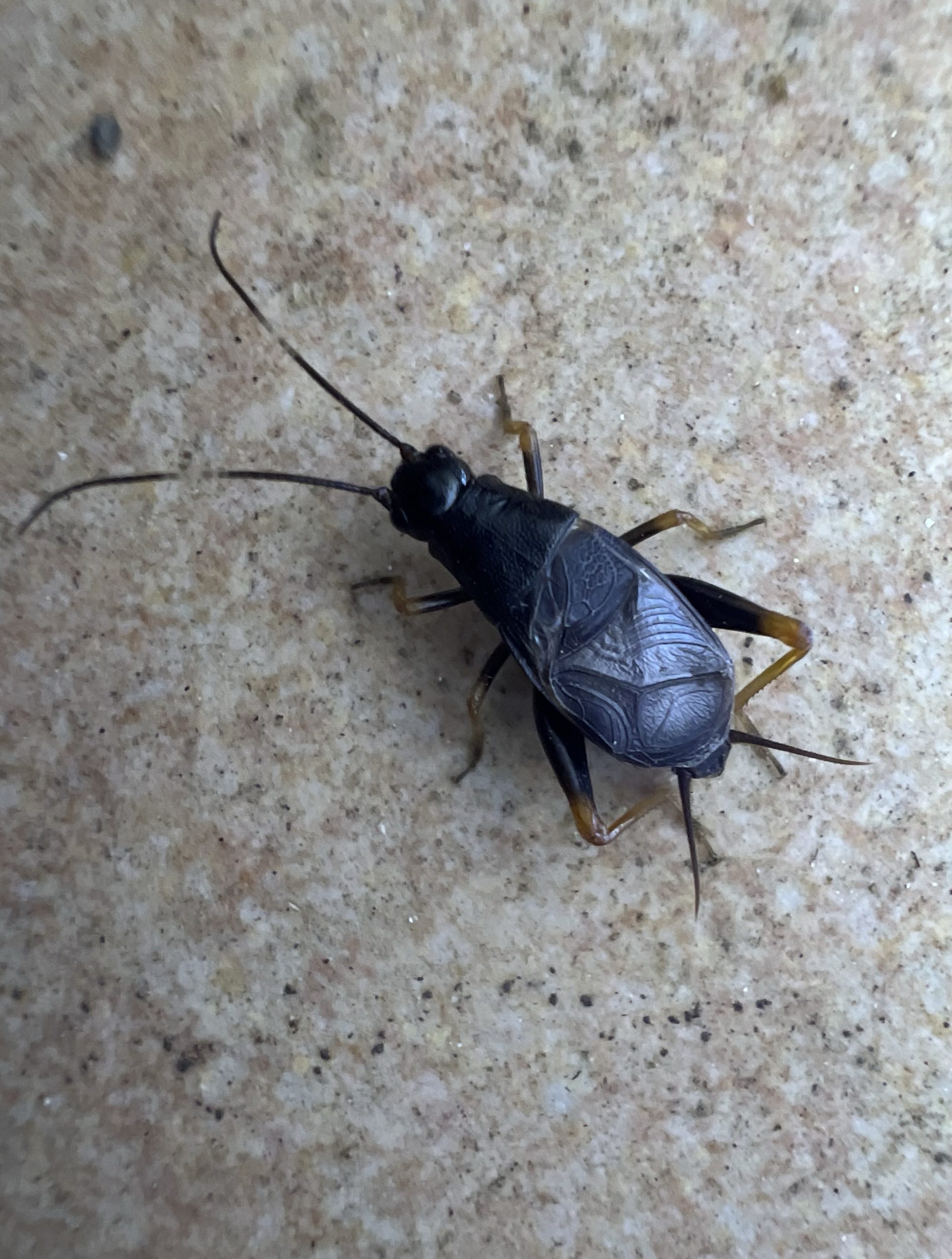 クマスズムシ Sclerogryllus punctatus (Brunner von Wattenwyl