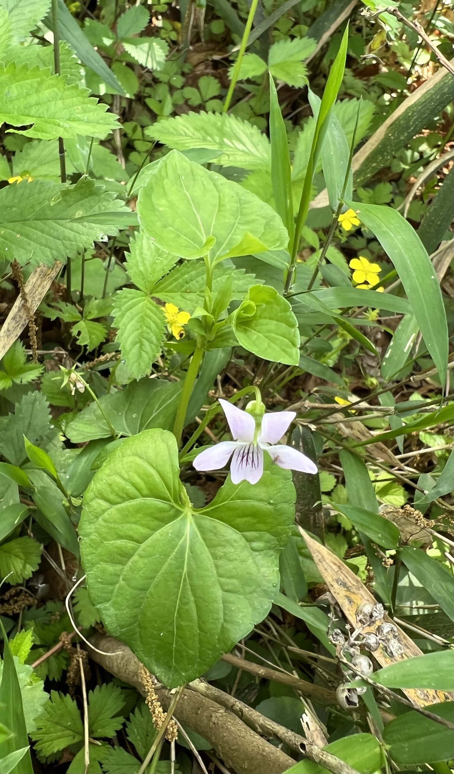 ツボスミレ（ニョイスミレ）Viola verecunda A.Gray 身近な自然に癒されて