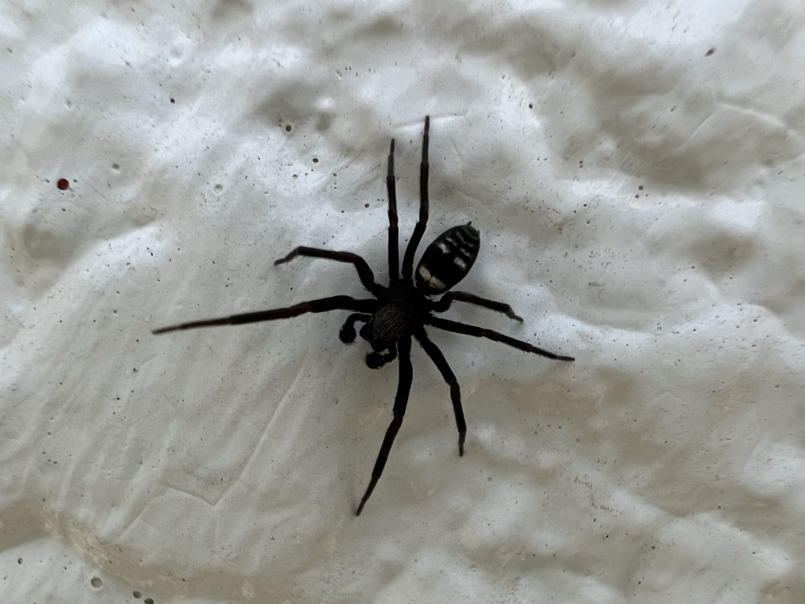 ヤマトガケジグモ Titanocea albofasiata （STRAND. 1907） – 身近な